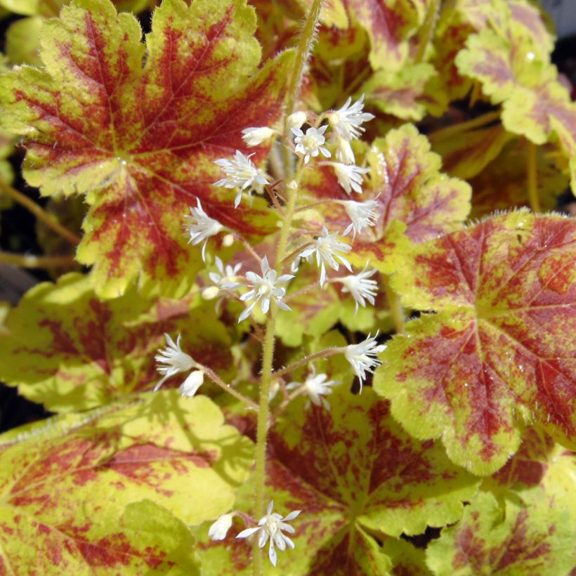 Heucherella Solar Eclipse (Flowering)