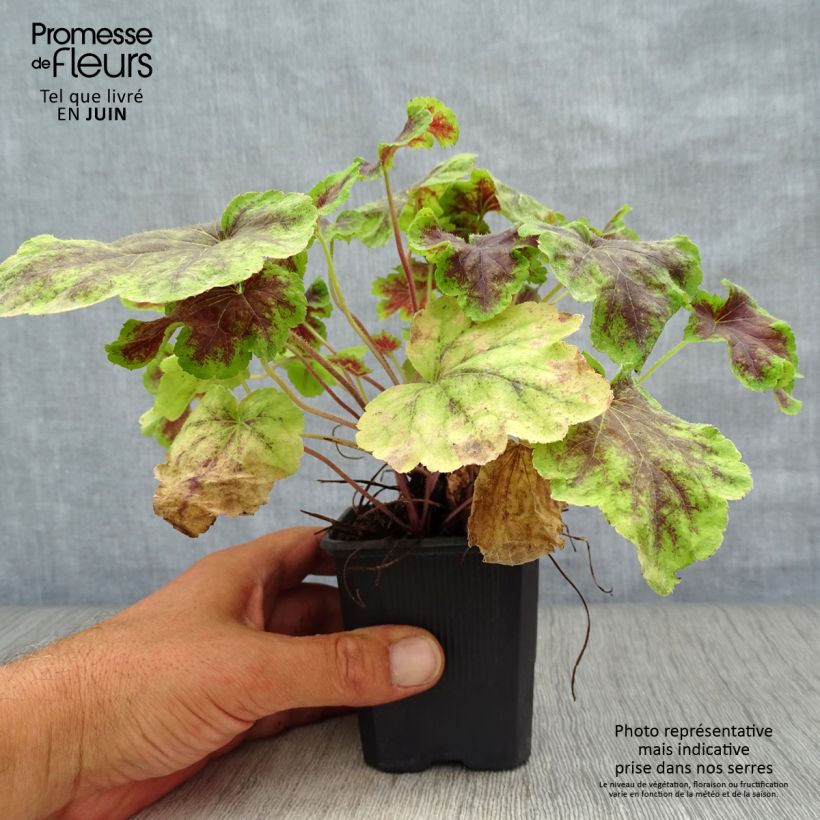 Heucherella Solar Eclipse 8/9 cm pot sample as delivered in summer