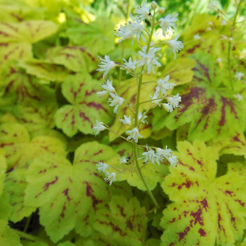 Heucherella Solar Power (Flowering)