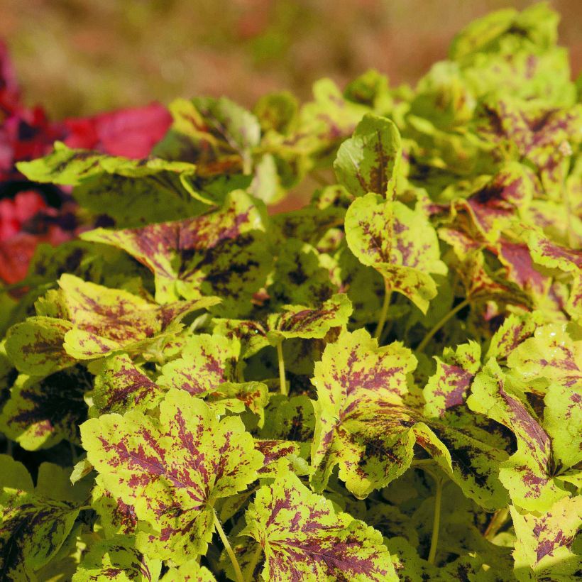 Heucherella Solar Power (Plant habit)