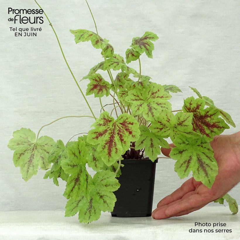 Heucherella Solar Power 8/9 cm pot sample as delivered in summer