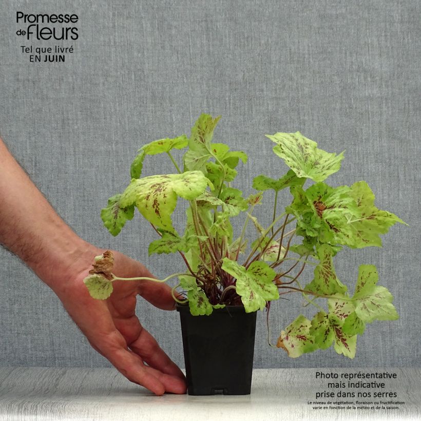Heucherella Stoplight 8/9 cm pot sample as delivered in summer
