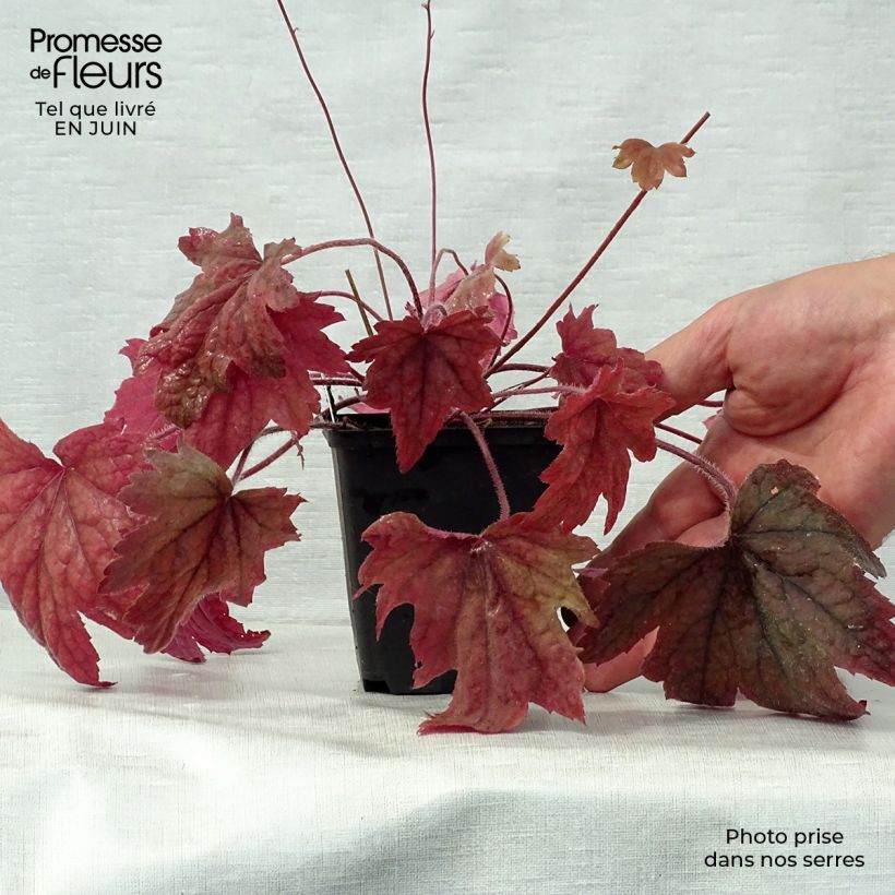 Heucherella Sweet Tea 8/9 cm pot sample as delivered in summer