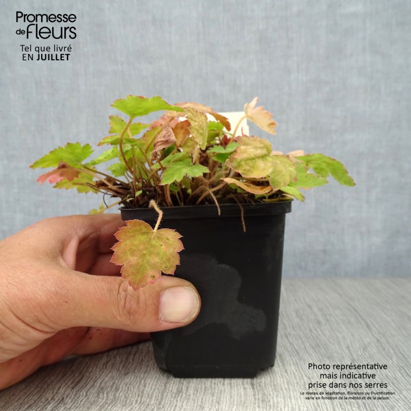 Heucherella alba Bridget Bloom 8/9 cm pot sample as delivered in summer