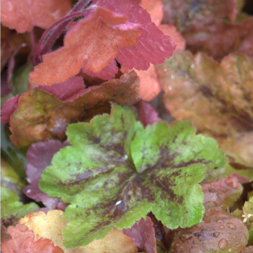 Heucherella Redstone Falls (Foliage)