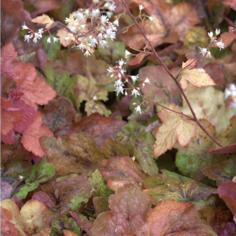 Heucherella Redstone Falls (Flowering)