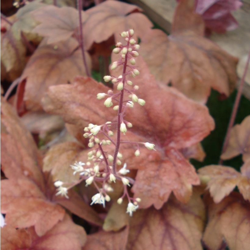 Heucherella Sweet Tea (Flowering)