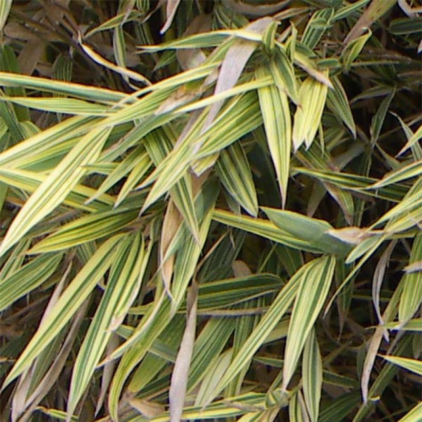 Hibanobambusa tranquillans Shiroshima (Foliage)