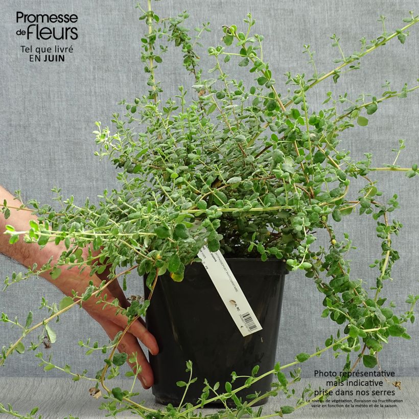 Hibbertia aspera 4L/5L pot sample as delivered in summer