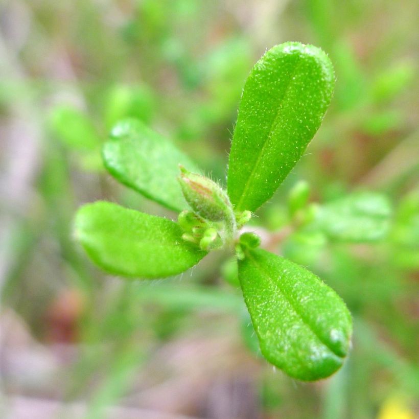 Hibbertia aspera (Foliage)