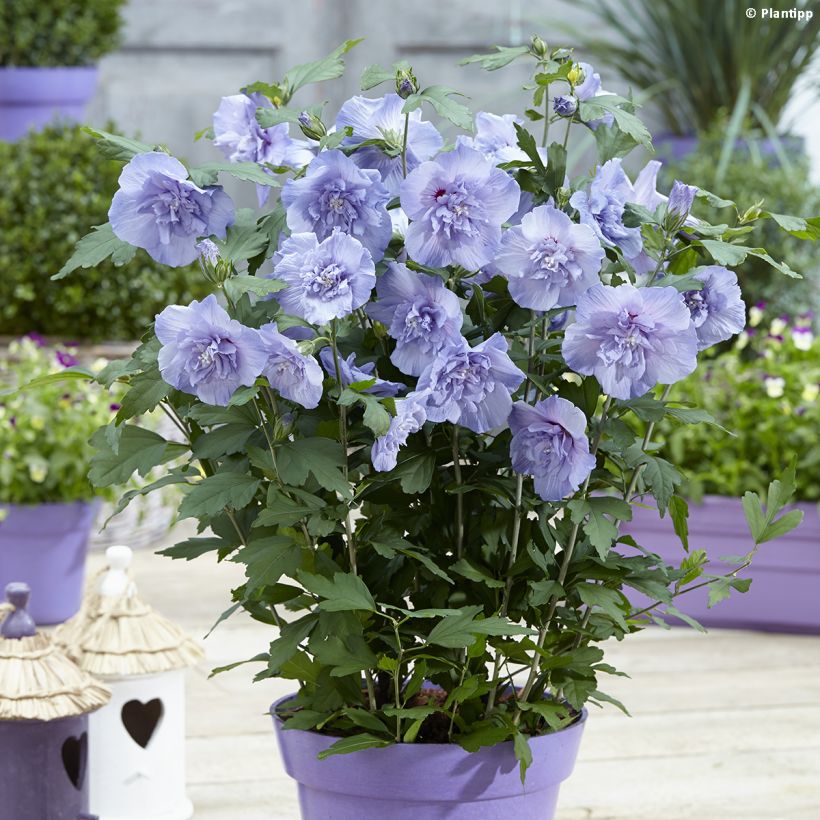 Hibiscus syriacus Blue Chiffon - Rose of Sharon (Plant habit)