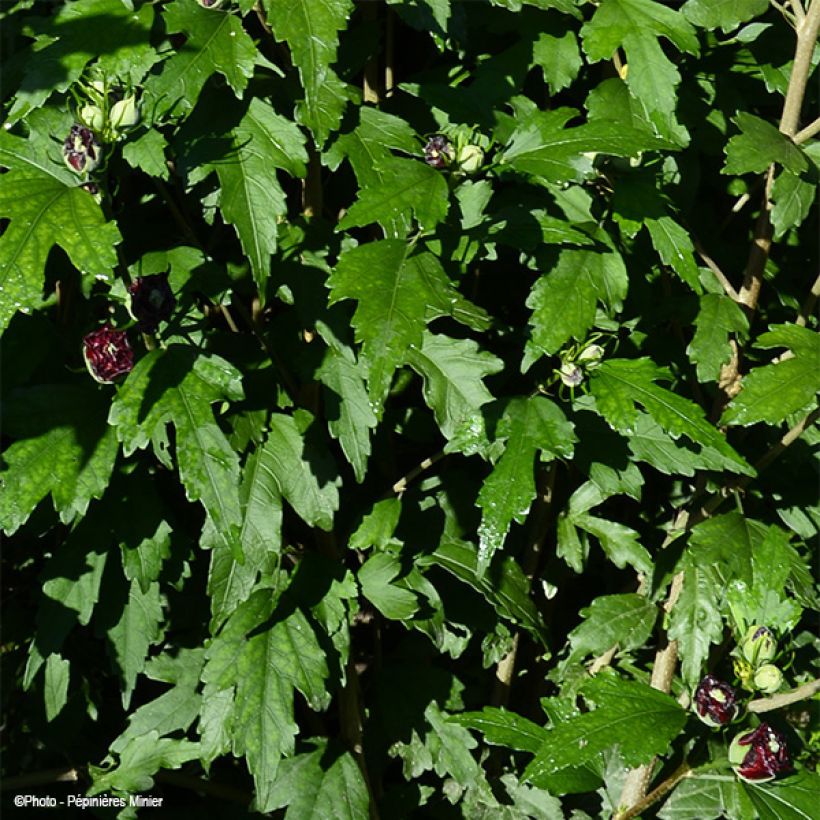 Hibiscus syriacus French Cabaret Purple - Rose of Sharon (Foliage)