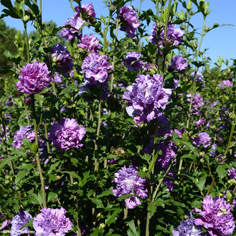 Hibiscus syriacus French Cabaret Purple - Rose of Sharon (Plant habit)