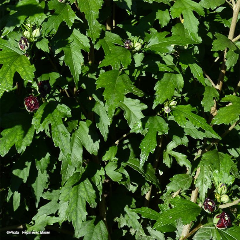 Hibiscus syriacus French Cabaret Red - Rose of Sharon (Foliage)