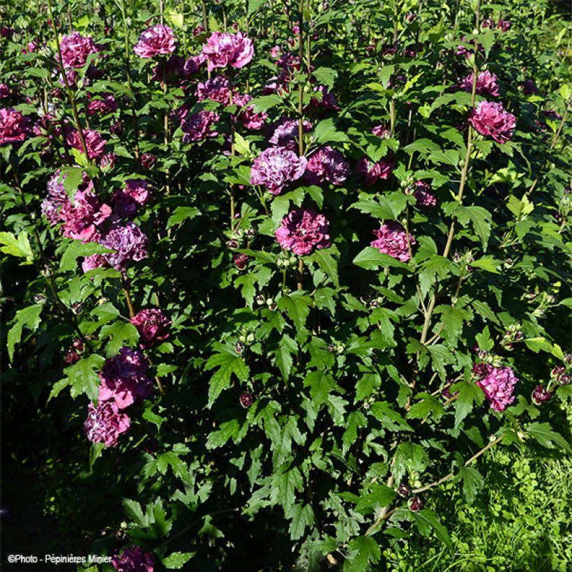 Hibiscus syriacus French Cabaret Red - Rose of Sharon (Plant habit)