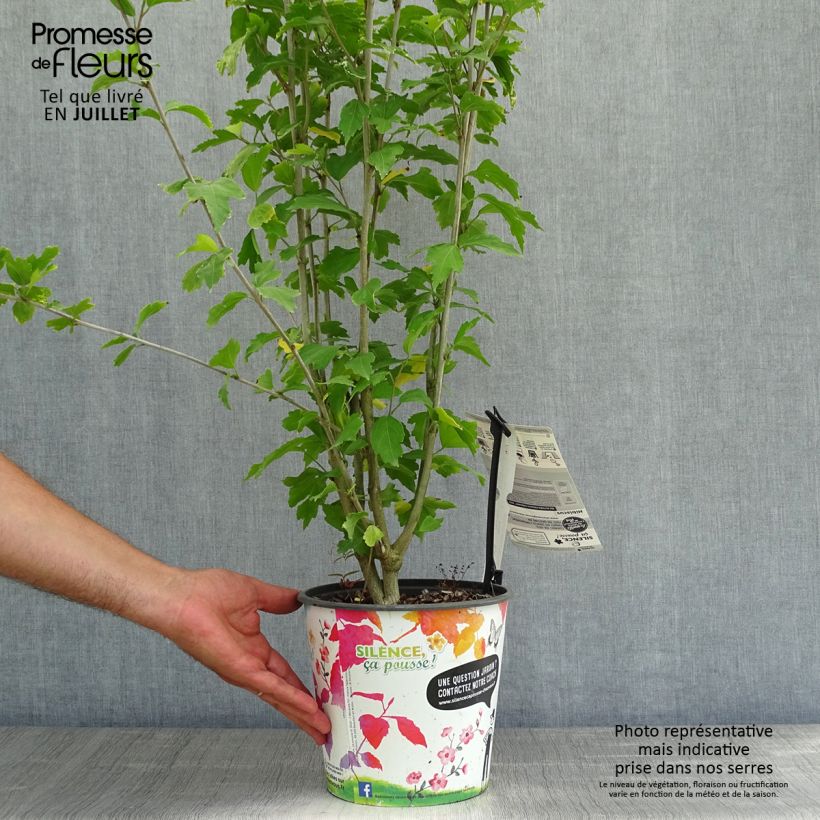 Hibiscus syriacus French Cabaret Red - Rose of Sharon 3L/4L pot sample as delivered in summer