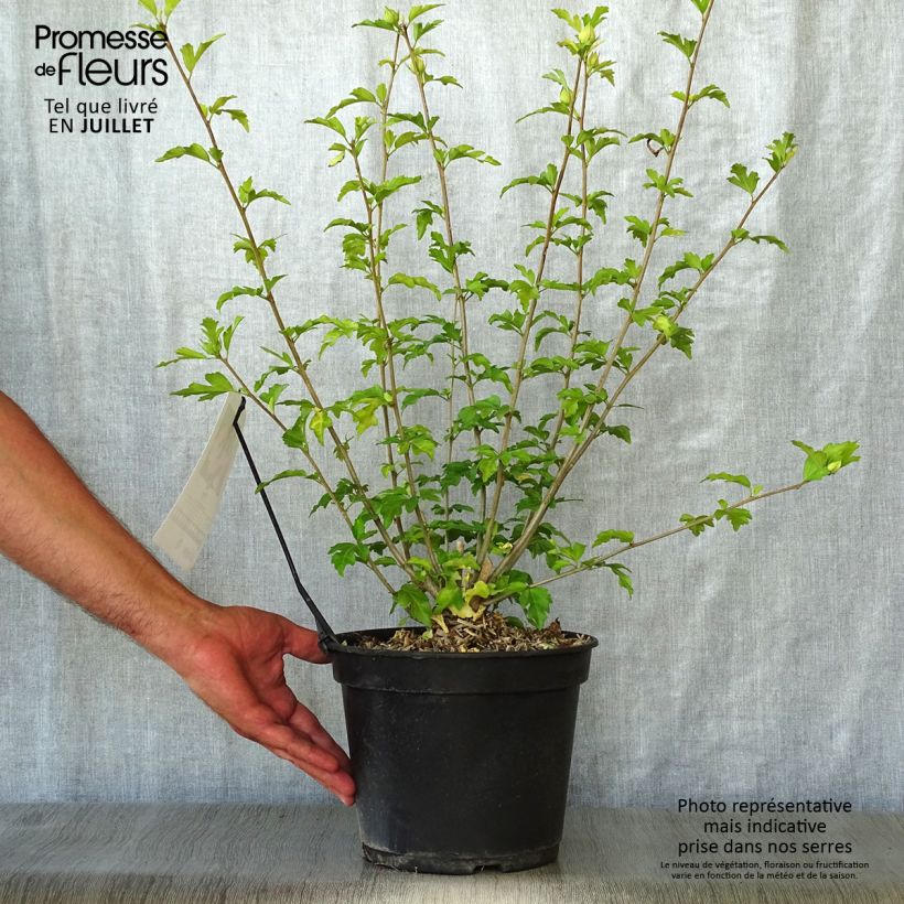 Hibiscus syriacus Pink Giant - Rose of Sharon 4L/5L pot sample as delivered in summer