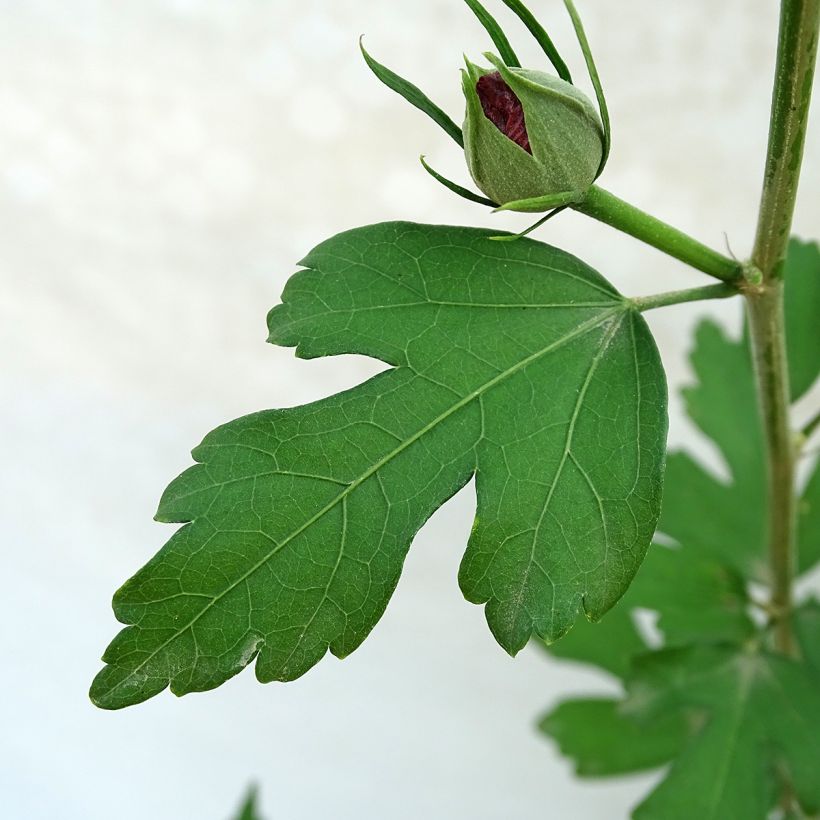 Hibiscus syriacus Pink Giant - Rose of Sharon (Foliage)