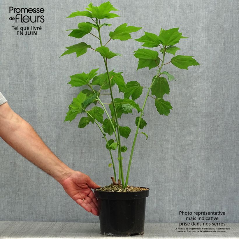 Hibiscus moscheutos Cherry Cheesecake - Swamp Rose Mallow 3L/4L pot sample as delivered in summer