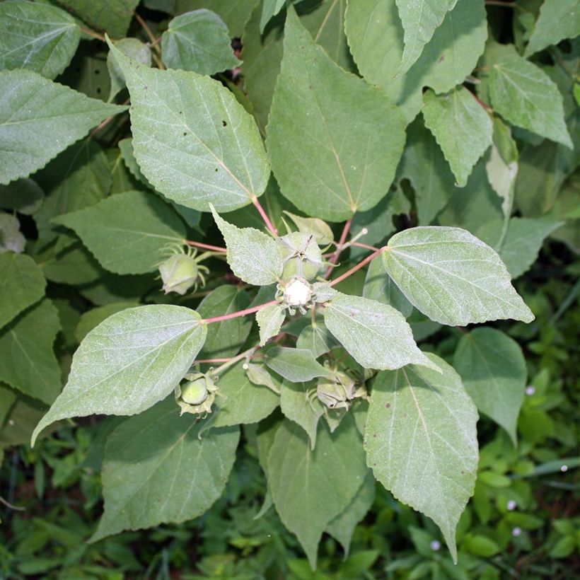 Hibiscus moscheutos Fujin - Swamp Rose Mallow (Foliage)