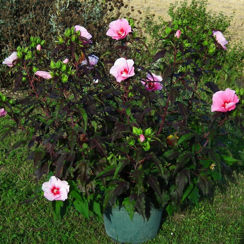 Hibiscus moscheutos Jolly Heart - Swamp Rose Mallow (Plant habit)