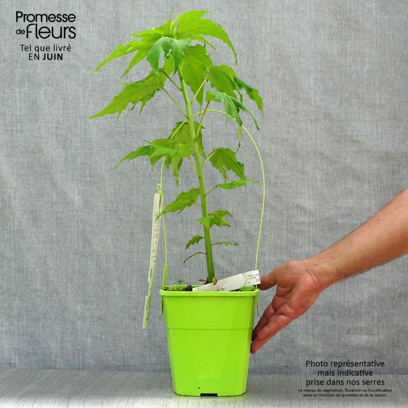 Hibiscus moscheutos Jolly Heart - Swamp Rose Mallow 4L/5L pot sample as delivered in summer