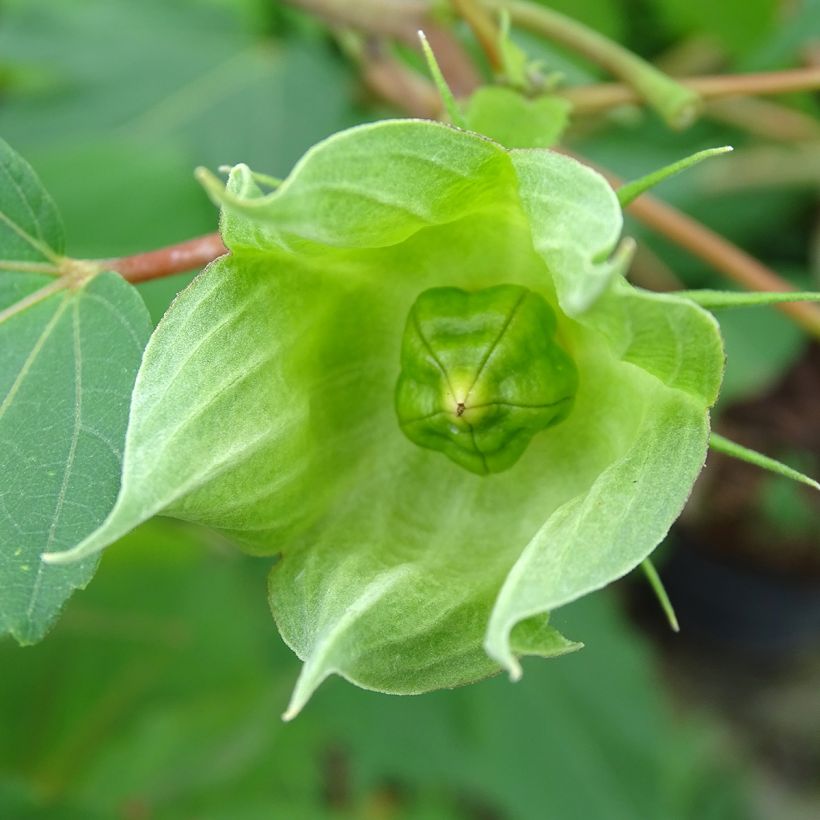 Hibiscus moscheutos Planet Griotte - Swamp Rose Mallow (Harvest)