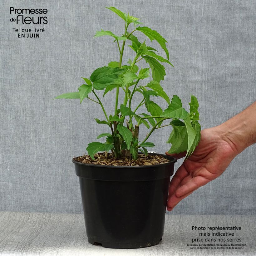 Hibiscus moscheutos Planet Griotte - Swamp Rose Mallow 3L/4L pot sample as delivered in summer