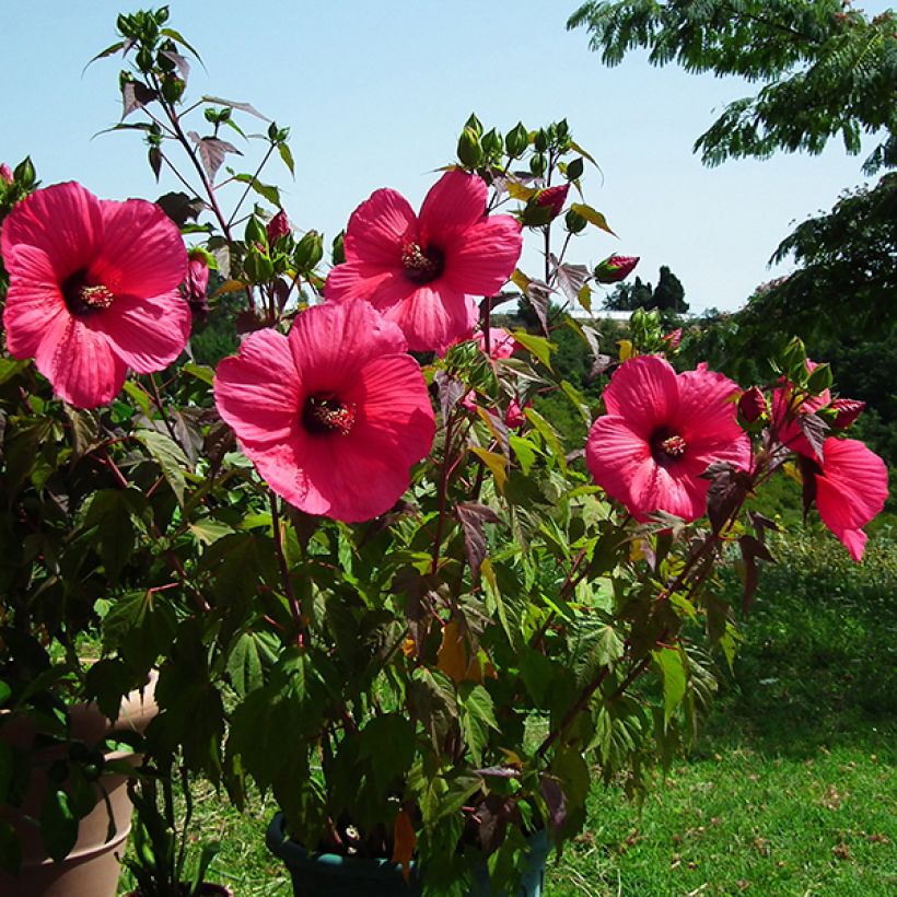 Hibiscus moscheutos Planet Griotte - Swamp Rose Mallow (Flowering)