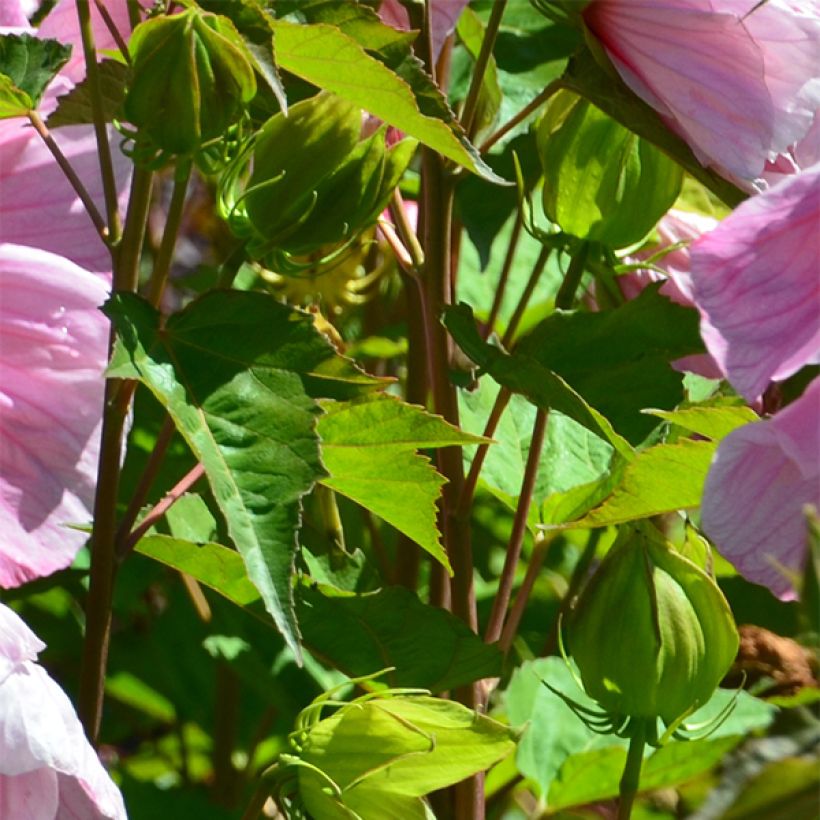 Hibiscus moscheutos Solène - Swamp Rose Mallow (Foliage)