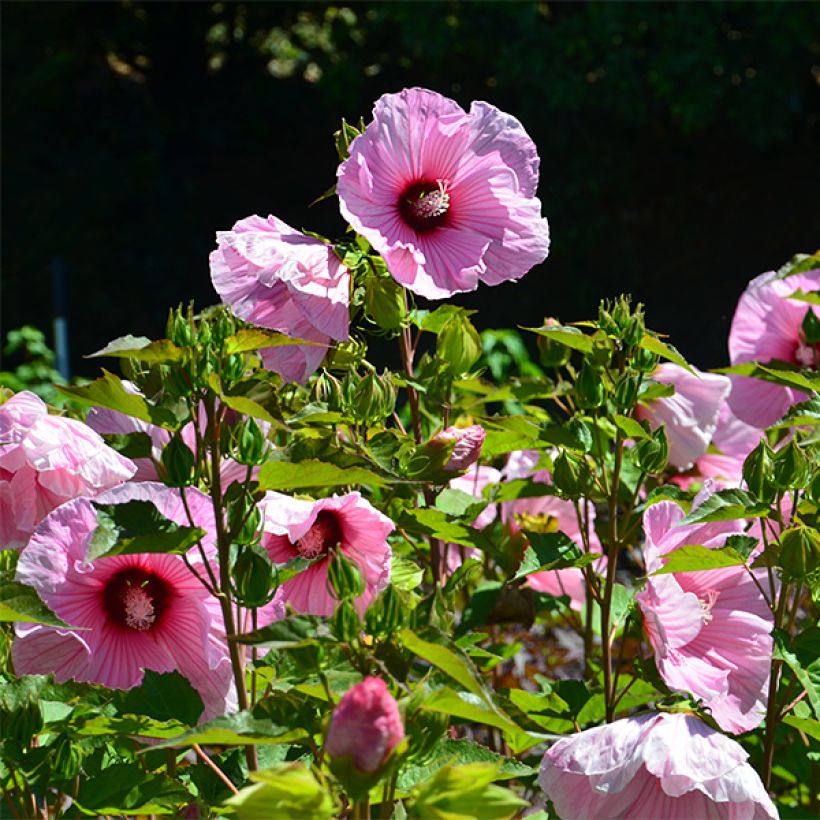 Hibiscus moscheutos Solène - Swamp Rose Mallow (Flowering)