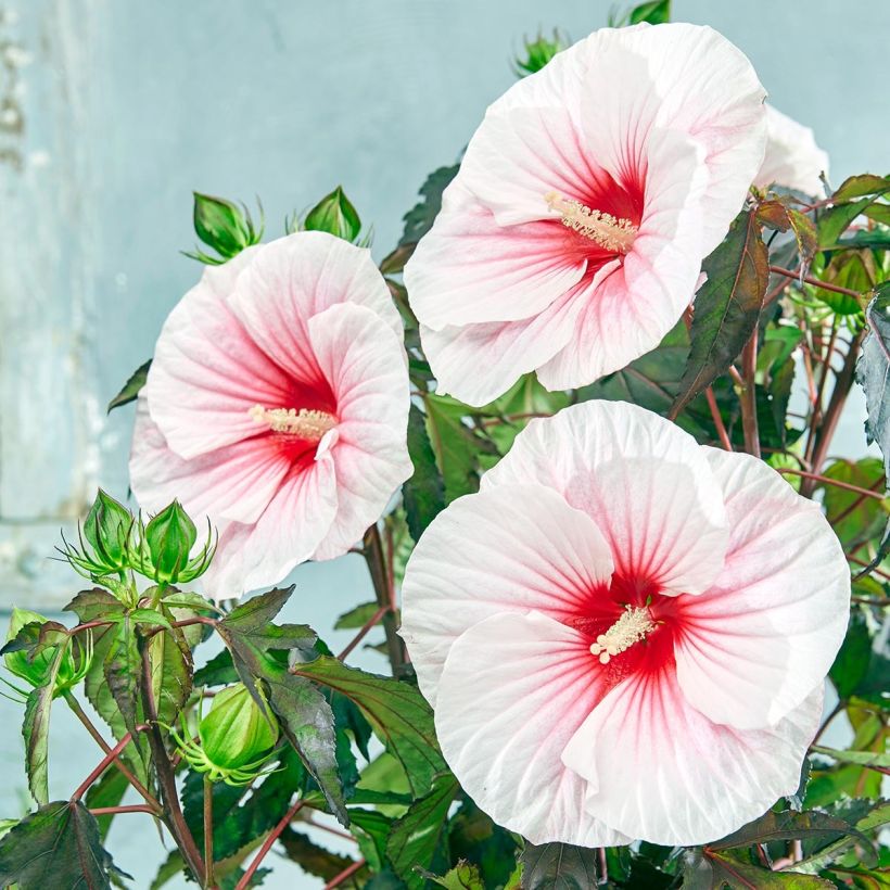 Hibiscus moscheutos Pink Candy - Swamp Rose Mallow (Flowering)