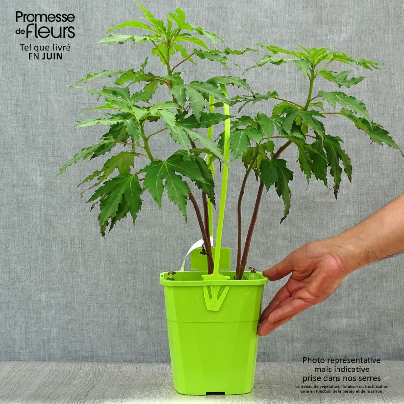 Hibiscus moscheutos Pink Candy - Swamp Rose Mallow 4L/5L pot sample as delivered in summer