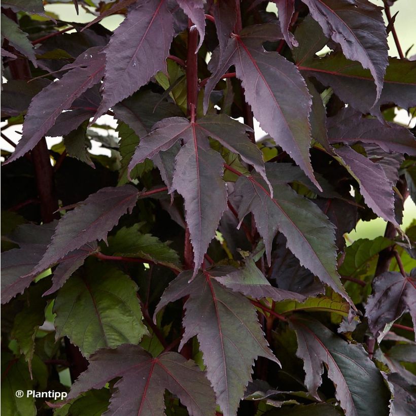 Hibiscus moscheutos Pink Passion - Swamp Rose Mallow (Foliage)