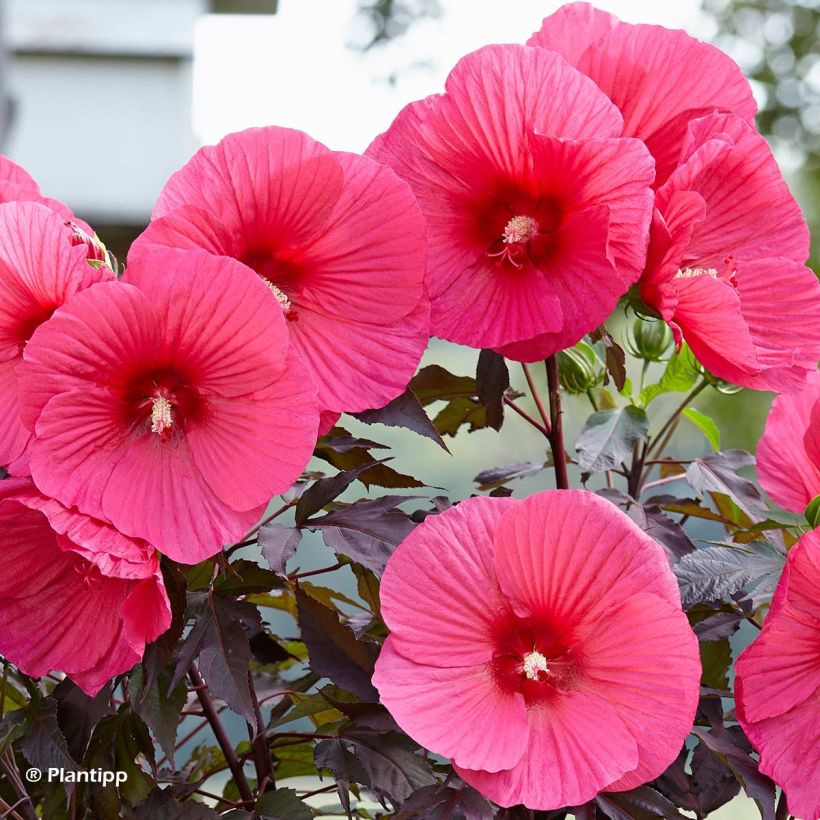 Hibiscus moscheutos Pink Passion - Swamp Rose Mallow (Flowering)