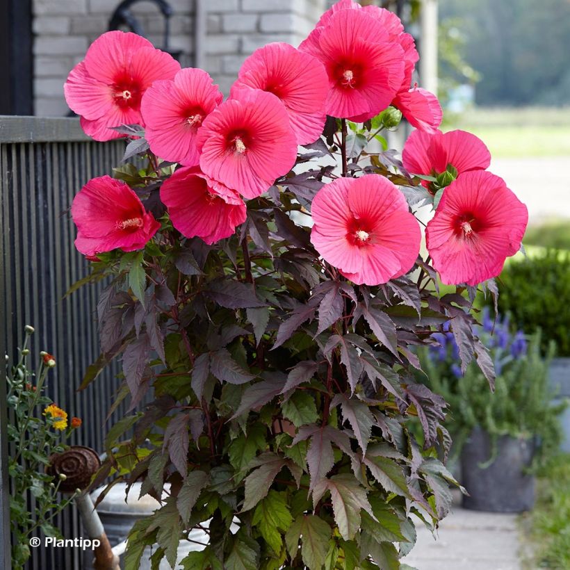 Hibiscus moscheutos Pink Passion - Swamp Rose Mallow (Plant habit)