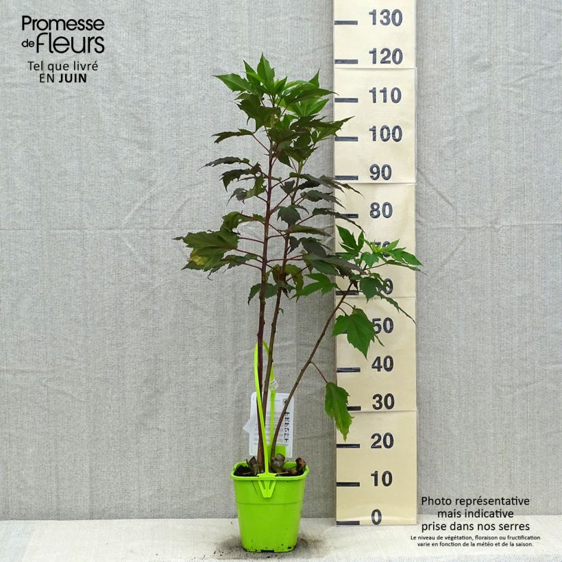 Hibiscus moscheutos Pink Passion - Swamp Rose Mallow 3L/4L pot sample as delivered in summer
