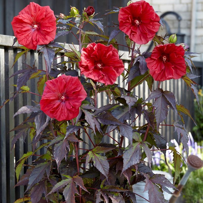 Hibiscus moscheutos Red Wine - Swamp Rose Mallow (Plant habit)