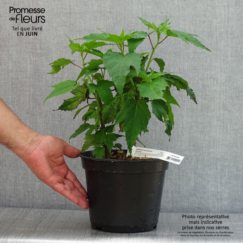 Hibiscus moscheutos Red Wine - Swamp Rose Mallow 4L/5L pot sample as delivered in summer