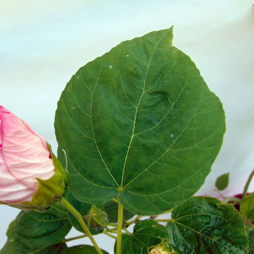 Hibiscus moscheutos Pink - Swamp Rose Mallow (Foliage)