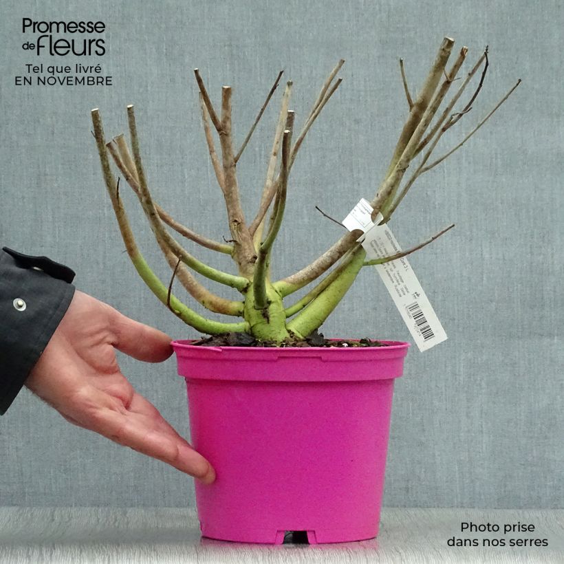Hibiscus moscheutos Pink - Swamp Rose Mallow 2L/3L pot sample as delivered in autumn