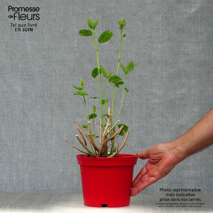 Hibiscus moscheutos Red - Swamp Rose Mallow 2L/3L pot sample as delivered in summer