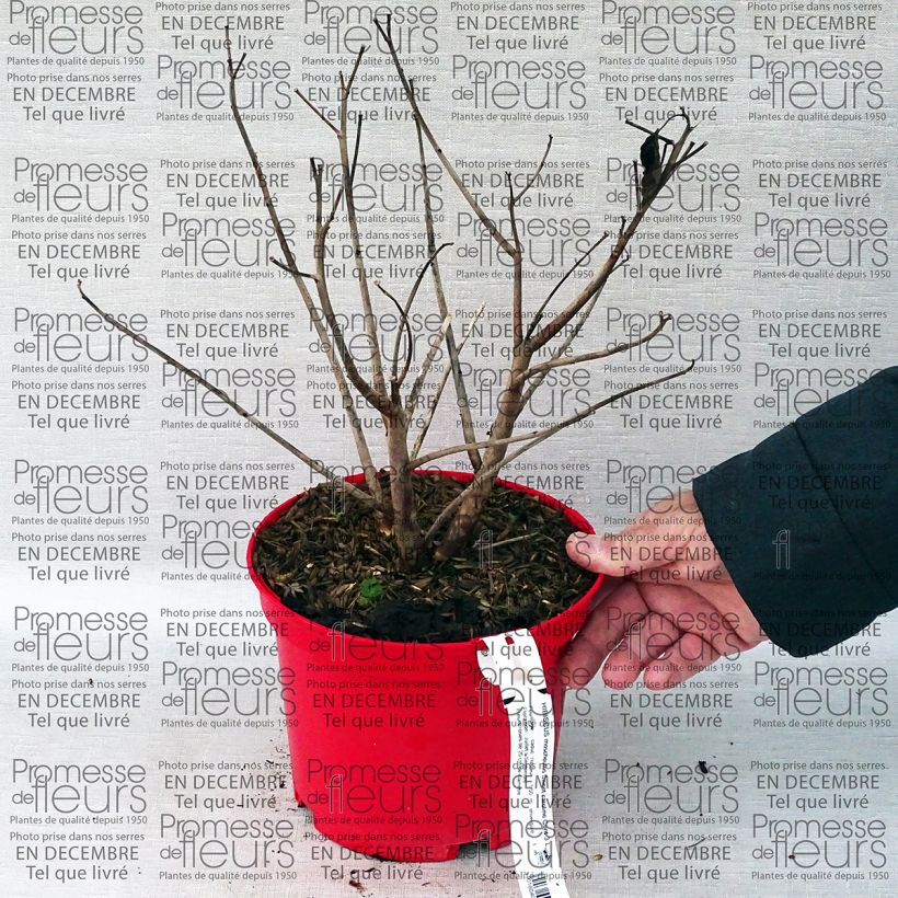 Example of Hibiscus moscheutos Sweet Caroline - Swamp Rose Mallow 2L/3L pot specimen as delivered