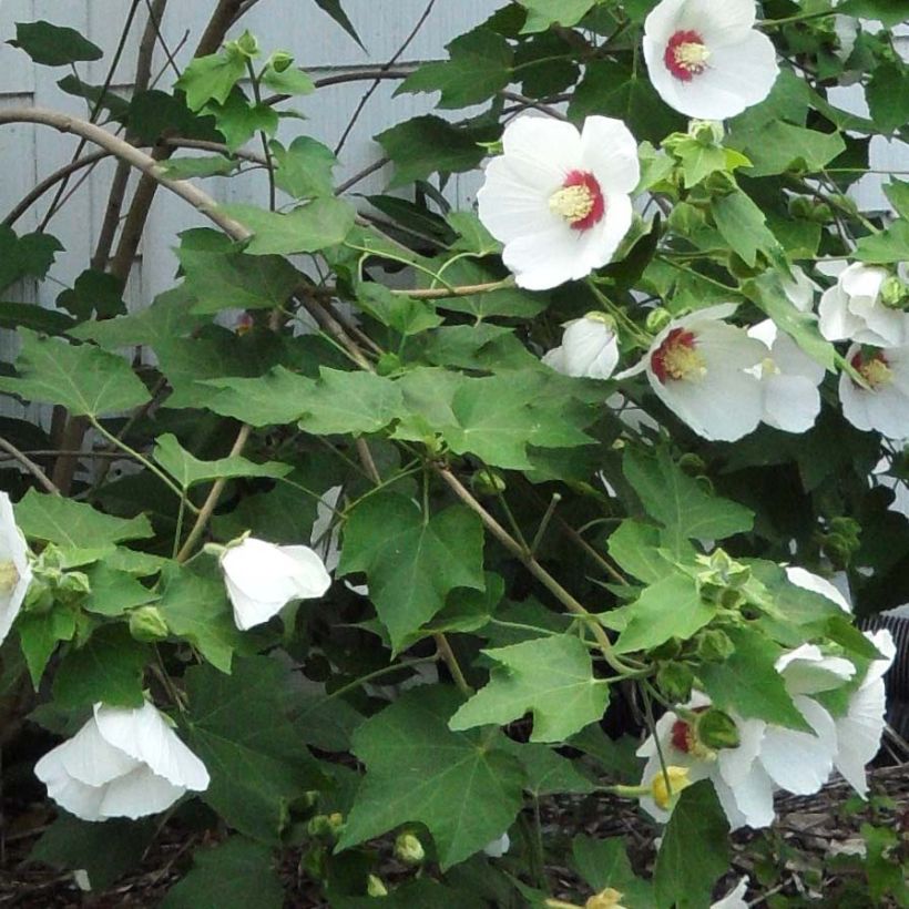 Hibiscus paramutabilis (Foliage)