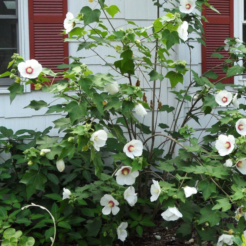 Hibiscus paramutabilis (Flowering)