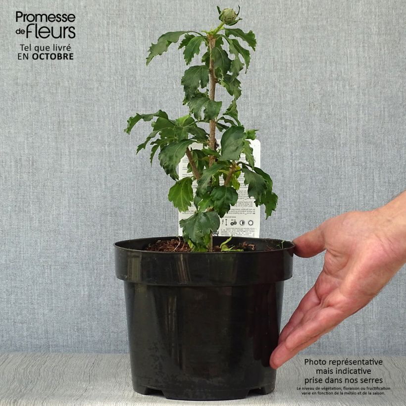 Hibiscus syriacus AZURRI - Rose of Sharon 2L/3L pot sample as delivered in autumn