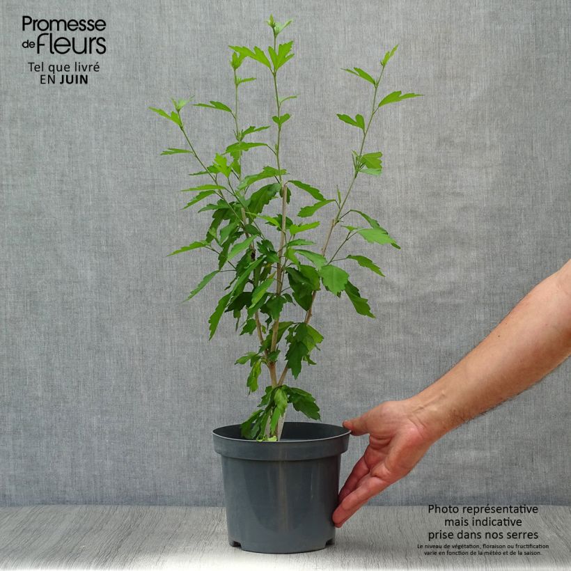 Hibiscus syriacus Blue Chiffon - Rose of Sharon 2L/3L pot sample as delivered in summer