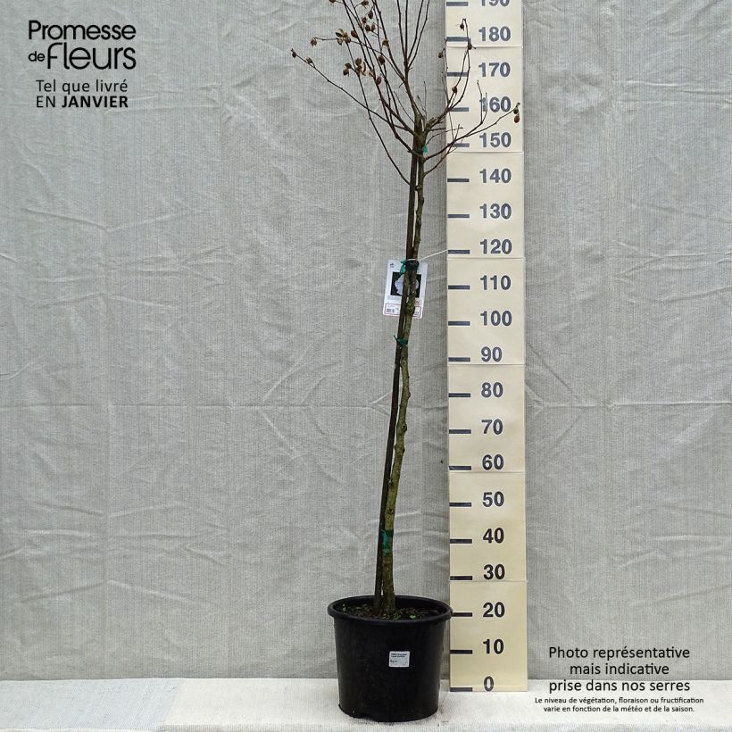 Hibiscus syriacus China Chiffon - Rose of Sharon 7.5L/10L pot sample as delivered in winter