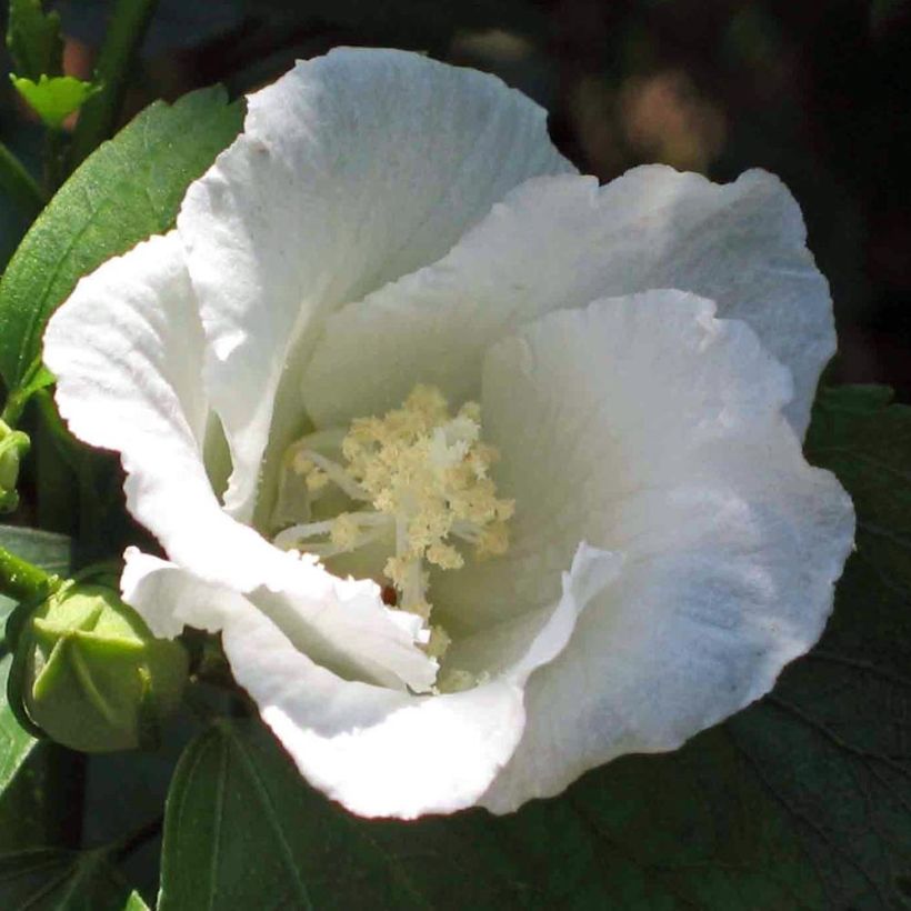 Hibiscus syriacus Diana - Rose of Sharon (Flowering)