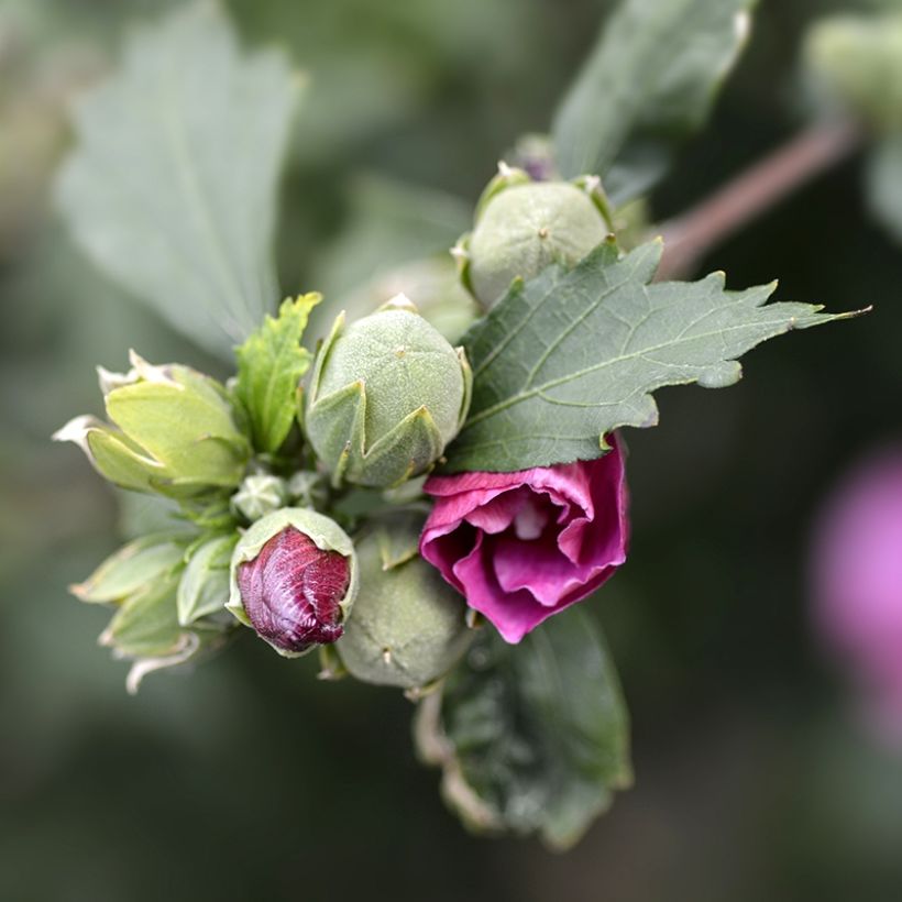 Hibiscus syriacus Duc de Brabant - Rose of Sharon (Foliage)